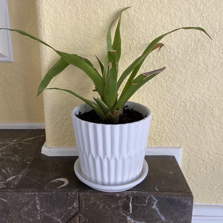 Urn Plant in a white pot with some browning leaf tips, placed on a marble surface.