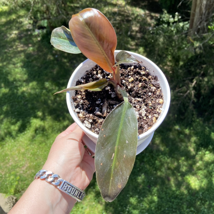 Philodendron 'Imperial Red' plant in a white pot held by a hand, with visible soil and some leaf browning.