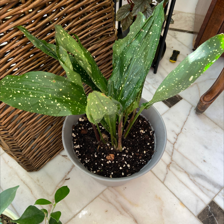 Potted Cast Iron Milky Way plant with green leaves and white speckles.
