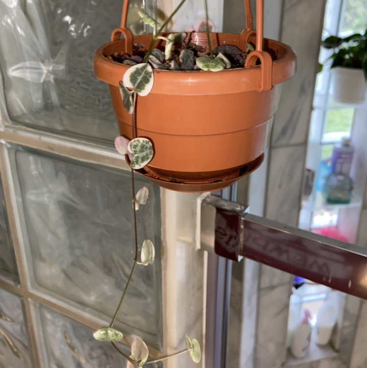 Variegated String of Hearts plant in a hanging pot with visible soil.