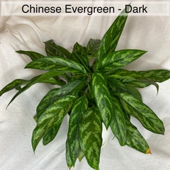 Chinese Evergreen - Dark