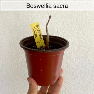 Boswellia sacra plant in Memphis, Tennessee