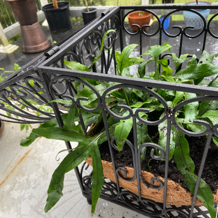 Why Are My Kangaroo Paw Leaves Droopy? 🦘