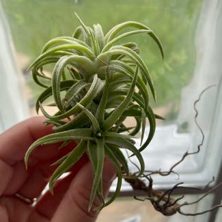Blushing Bride Air Plant plant in Memphis, Tennessee