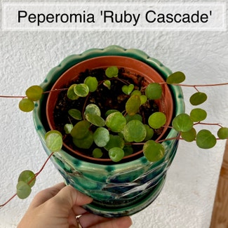 Peperomia 'Ruby Cascade' plant in Memphis, Tennessee