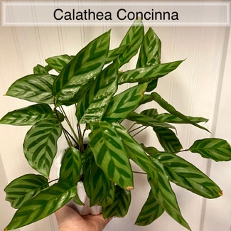 Calathea 'Freddie' plant in Memphis, Tennessee