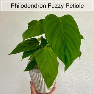 Philodendron nangaritense plant in Memphis, Tennessee