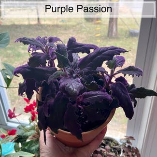 Purple Velvet Plant plant in Memphis, Tennessee