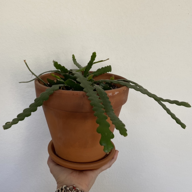 Fishbone Cactus in a terracotta pot held by a hand, healthy and well-framed.