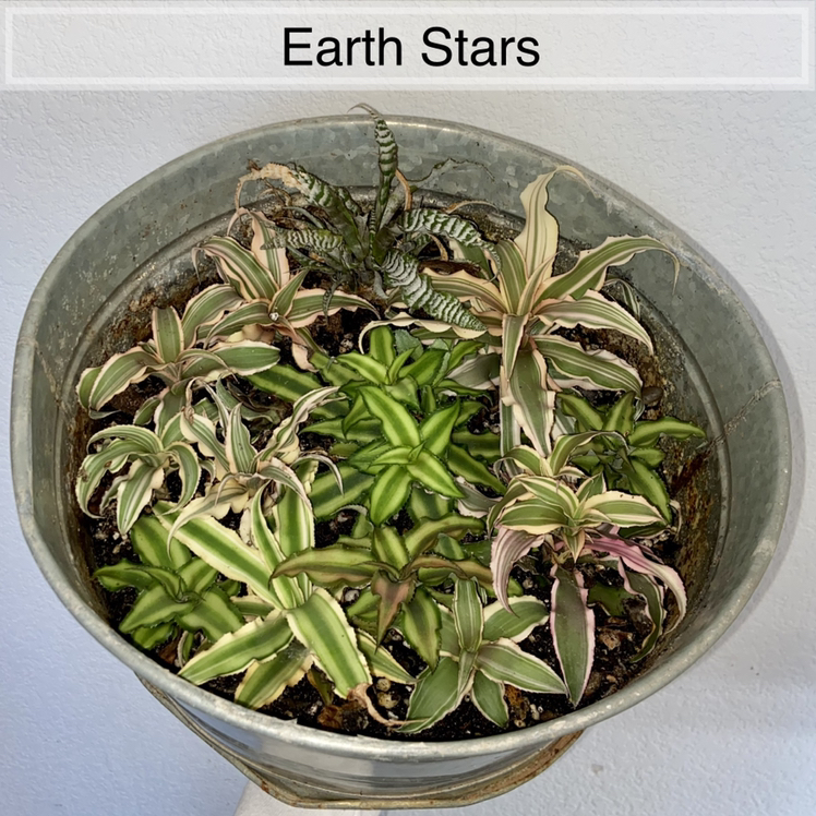 Photo of the plant species Earth Stars by @sarah10orio named Earth Stars on Greg, the plant care app