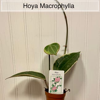 Hoya macrophylla plant in Memphis, Tennessee