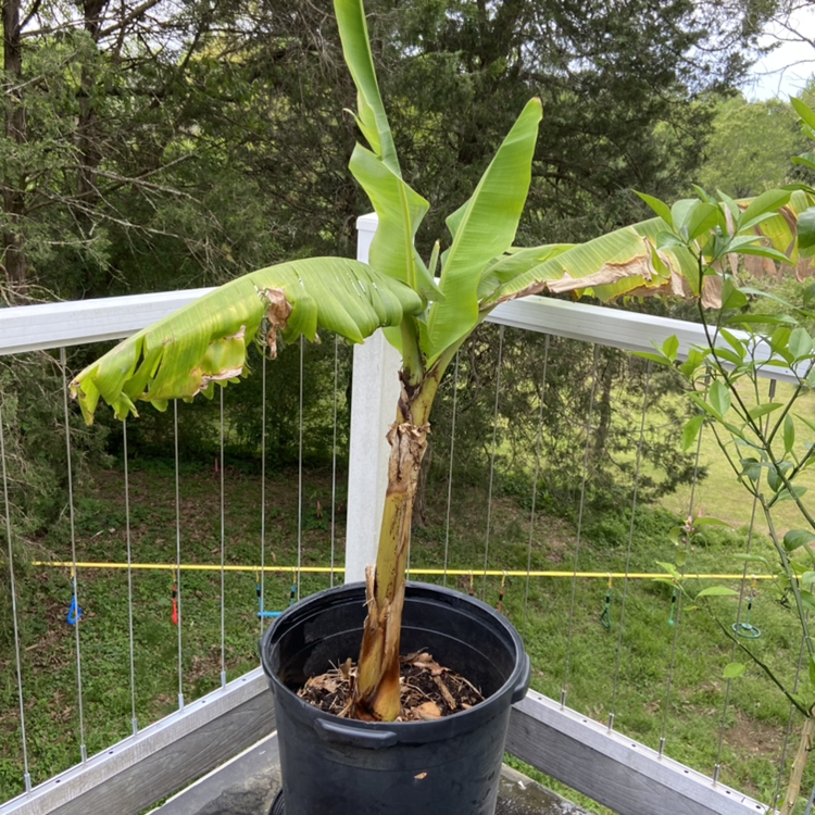 Potted banana plant with some leaf browning and yellowing, placed on a balcony or deck.
