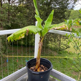 Banana plant in Memphis, Tennessee