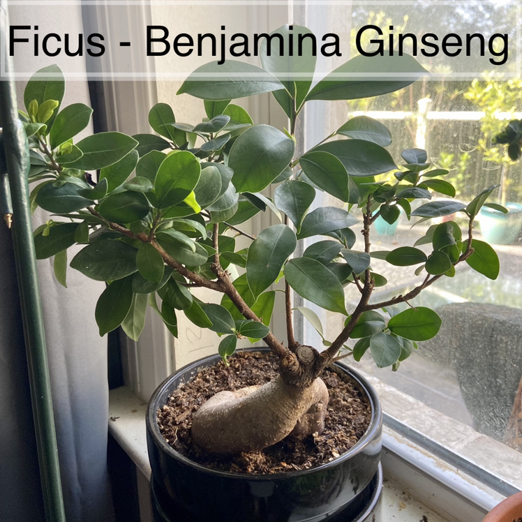 Ficus - Benjamina Ginseng