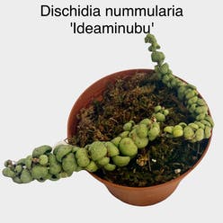 Dragon Jade Dischidia plant