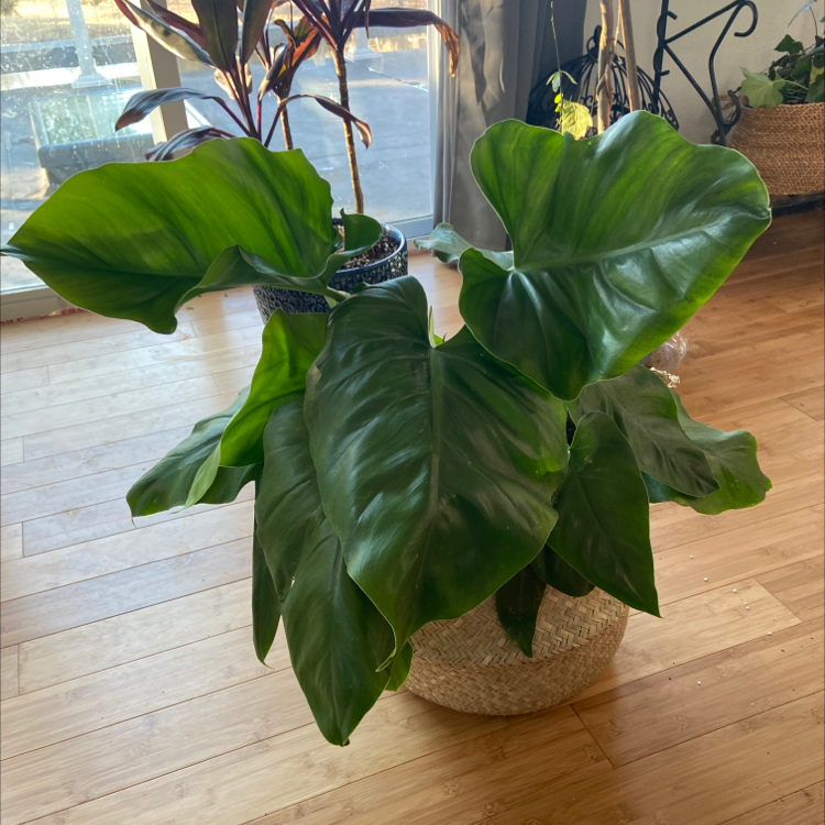 Healthy Elephant Ear Philodendron with large green leaves in a woven basket indoors.