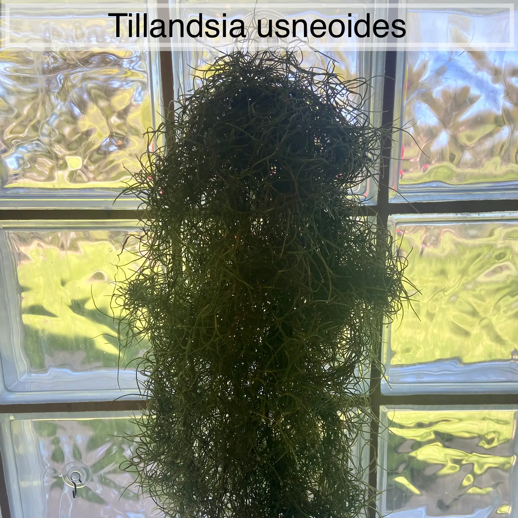 SHOWER - Tillandsia usneoides