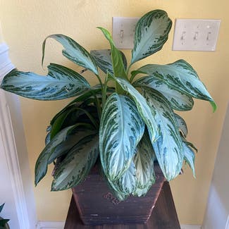 Chinese Evergreen plant in Somewhere on Earth