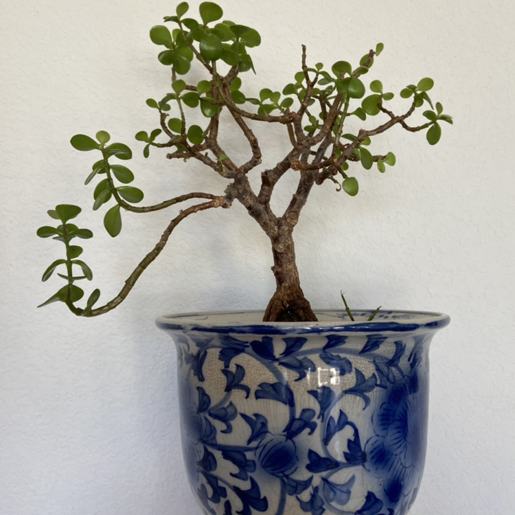 Photo of the plant species Elephant Bush by @sarah10orio named GH - Jade Tree on a Rock on Greg, the plant care app
