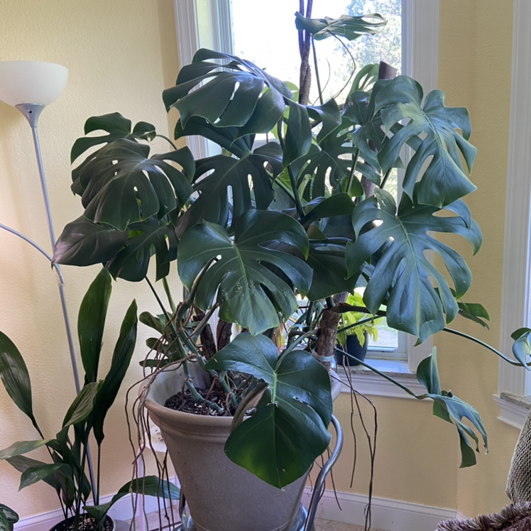 Monstera plant photo by @sarah10orio named GH - Monstera Deliciosa on Greg, the plant care app.