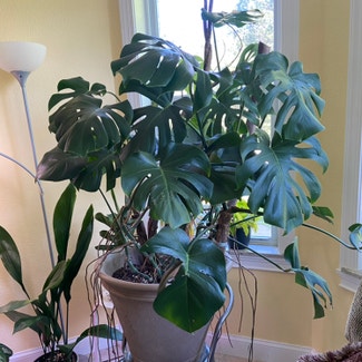 Monstera plant in Memphis, Tennessee
