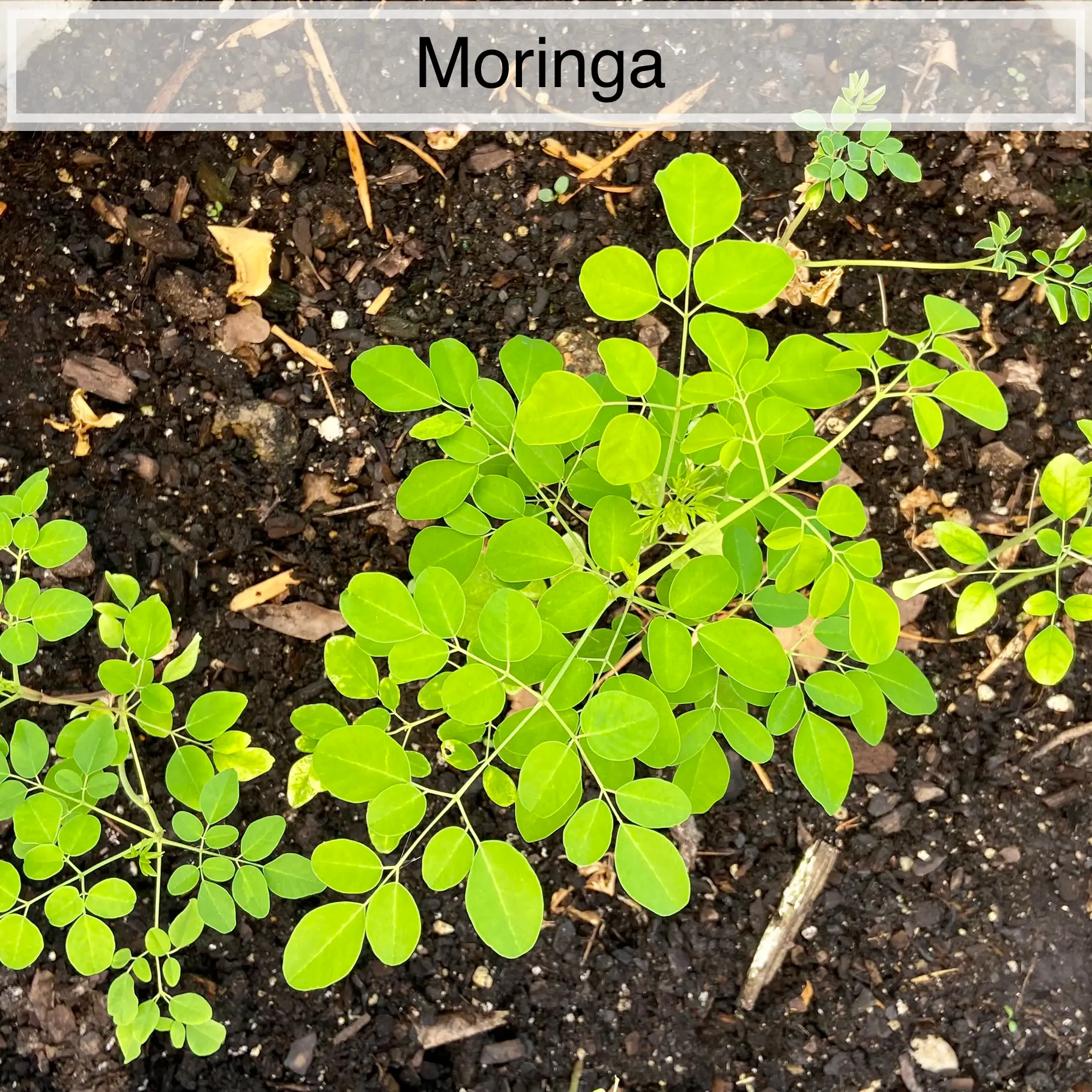 Garage - Moringa