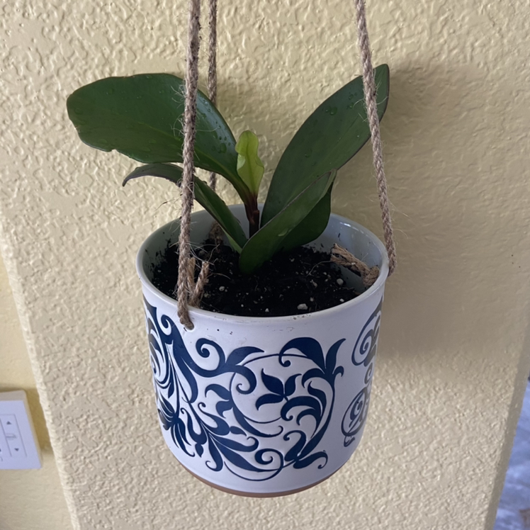 Hanging potted Peperomia Red Edge plant with broad green leaves in a decorative pot.