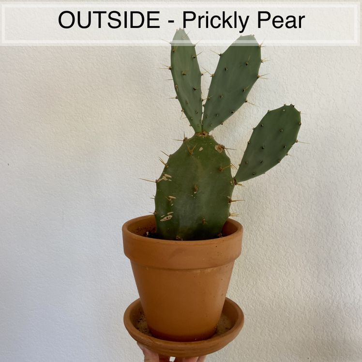 Photo of the plant species Smooth Prickly Pear by @sarah10orio named GH - Prickly Pear on Greg, the plant care app
