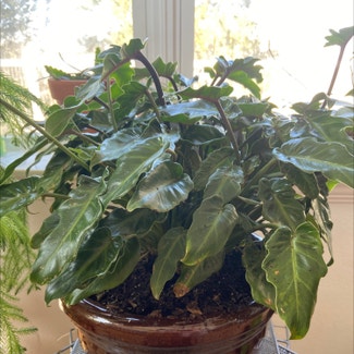 Philodendron Xanadu plant in Memphis, Tennessee