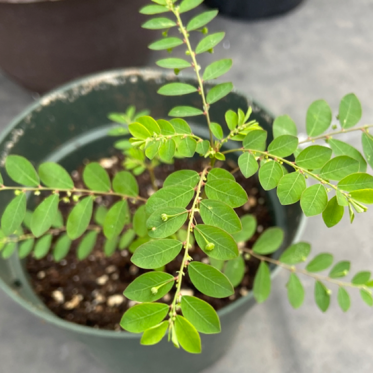 Chamber Bitter plant in a green pot with healthy green leaves.
