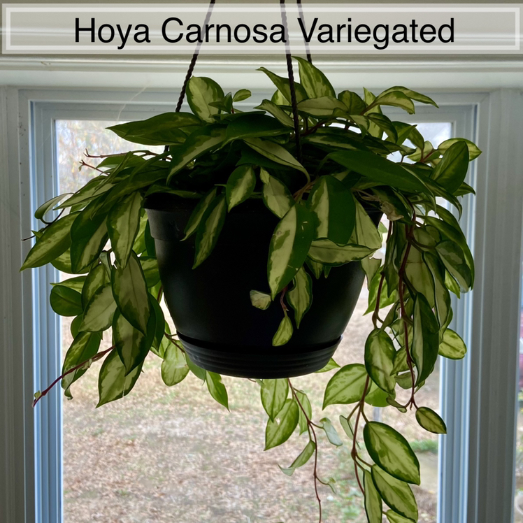 Hoya Something or Other￼