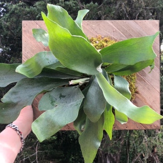 Staghorn Fern plant in Somewhere on Earth