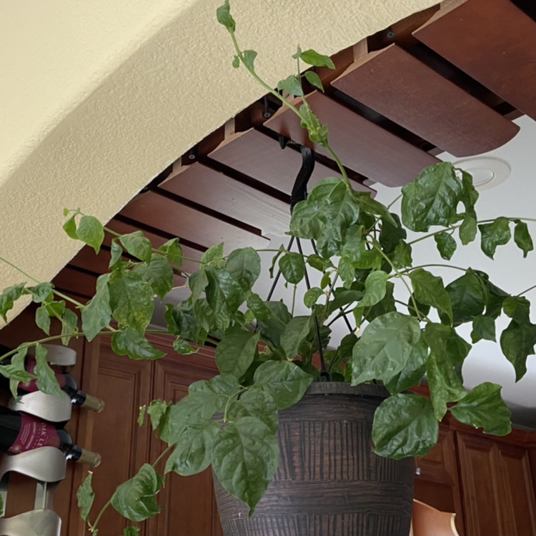 Healthy, lush green Arabian Jasmine plant with vining growth habit, hanging from a wooden structure indoors.