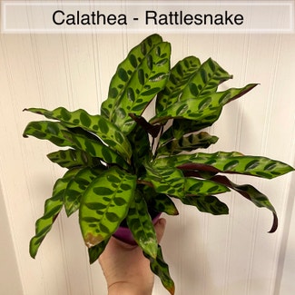 Rattlesnake Plant plant in Memphis, Tennessee