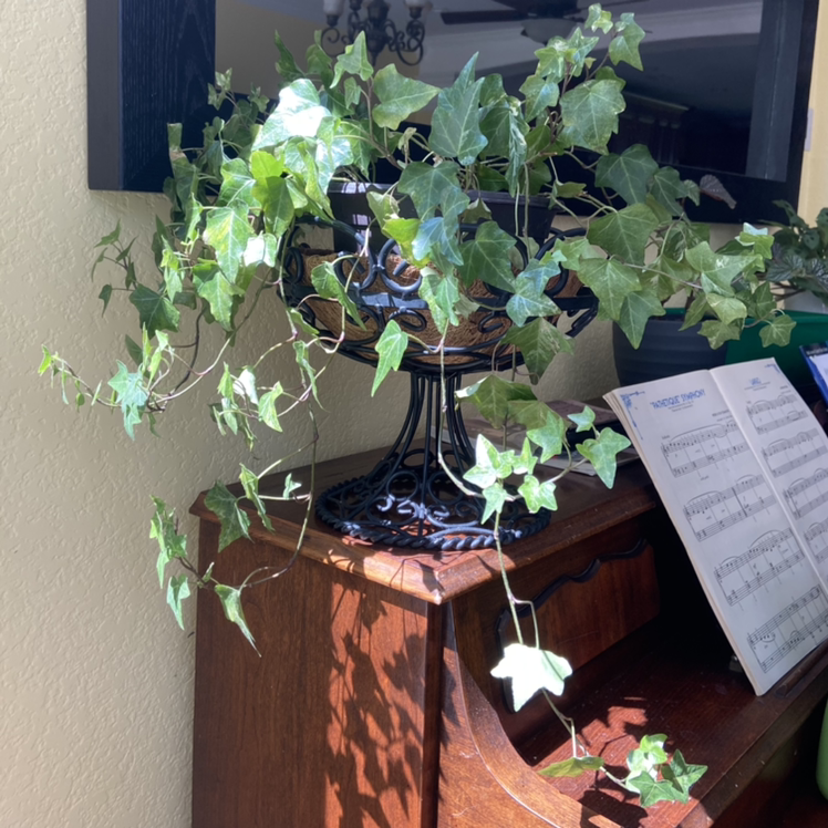 English Ivy plant photo by @sarah10orio named English Ivy on Greg, the plant care app.