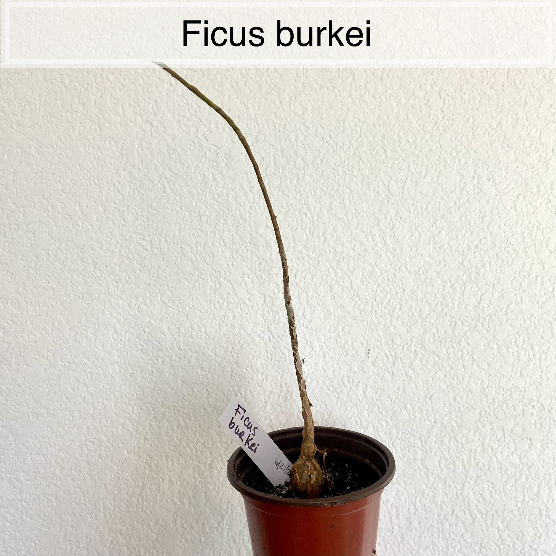 Photo of the plant species Common Wild Fig by @sarah10orio named GH - Ficus burkei on Greg, the plant care app