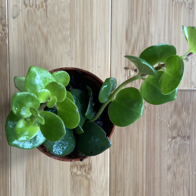 Shower - Aeschynanthus Lipstick - Thai Pink