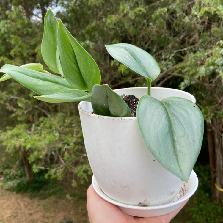 Scindapsus treubii 'Moonlight' plant in a white pot, held by a hand.