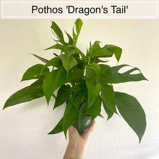 Dragon Tail Plant plant in Memphis, Tennessee