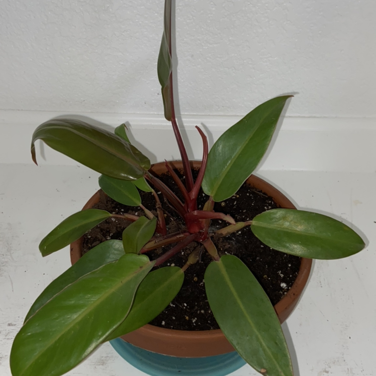 Philodendron Prince of Orange plant photo by @sarah10orio named Philodendron - ￼Prince of Orange on Greg, the plant care app.