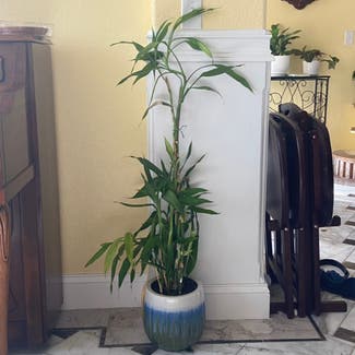Lucky Bamboo plant in Memphis, Tennessee