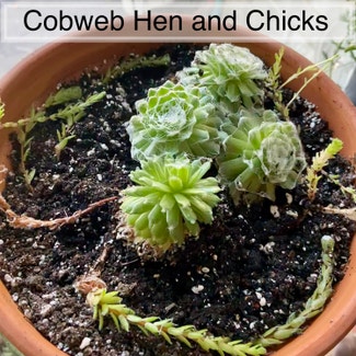 Cobweb Hens and Chicks plant in Memphis, Tennessee
