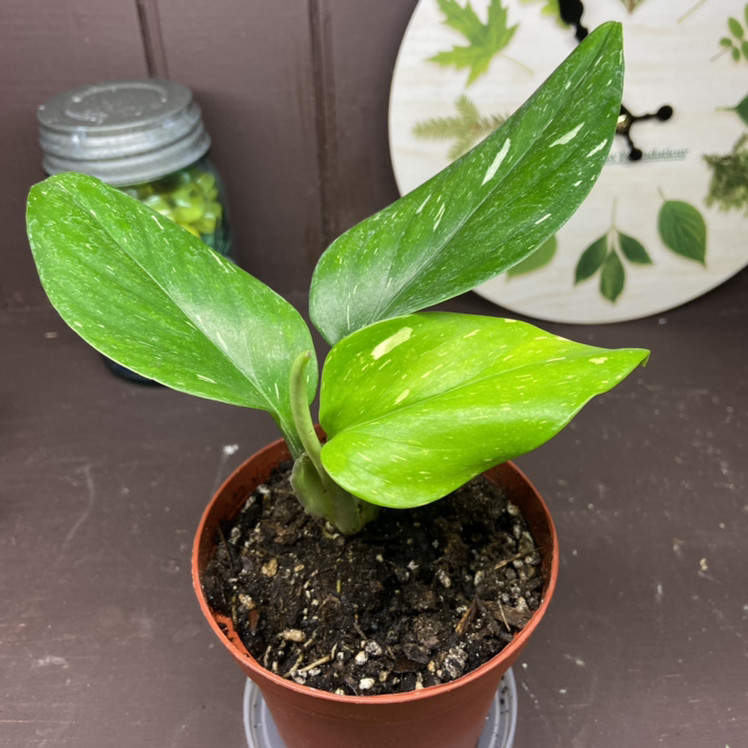 Monstera Cobra plant in a small pot with healthy green leaves and visible soil.