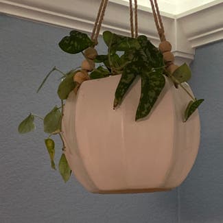 Satin Pothos plant in Memphis, Tennessee