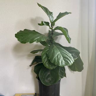 Fiddle Leaf Fig plant in Memphis, Tennessee
