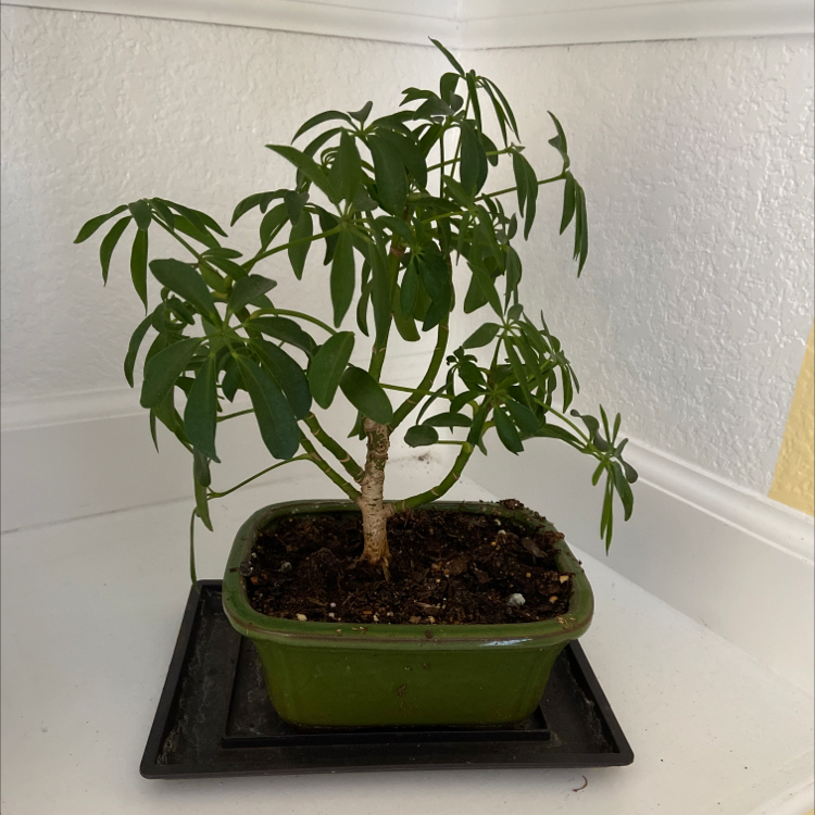 Dwarf Umbrella Tree plant photo by @sarah10orio named Schefflera Little Umbrella 2 on Greg, the plant care app.