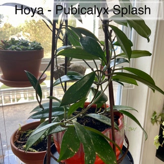 Hoya pubicalyx 'Splash' plant in Memphis, Tennessee