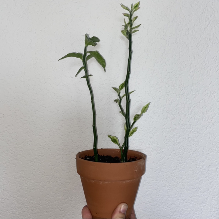 GH - Devil's Back Bone (Splash?)