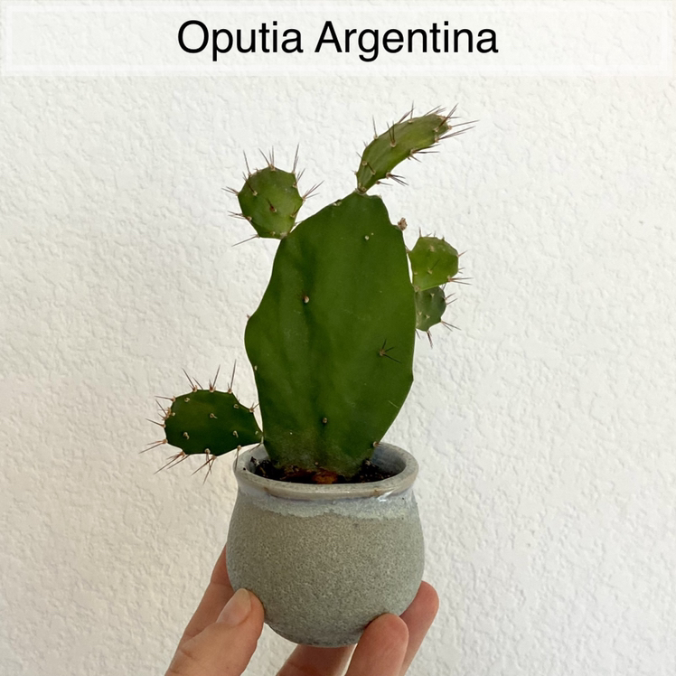 A healthy Brazilian Pricklypear cactus in a small pot, held by a hand.