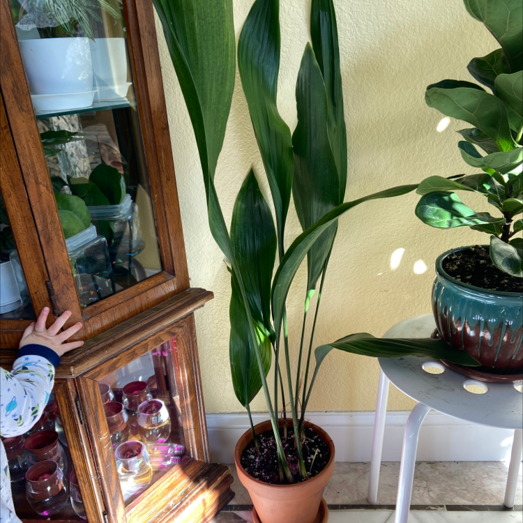 Photo of the plant species Cast Iron Plant by @sarah10orio named Front Door - Cast Iron on Greg, the plant care app